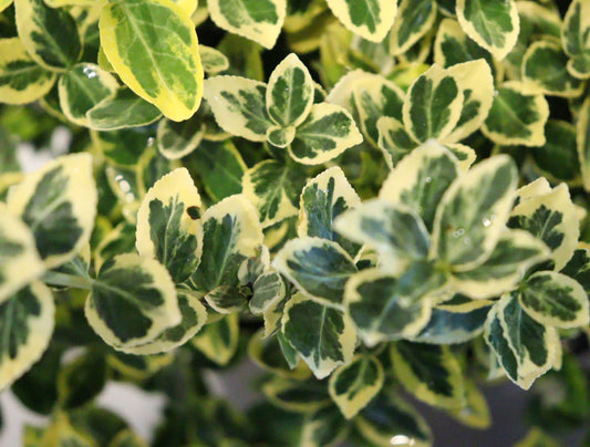 Emerald N'gold Euonymus