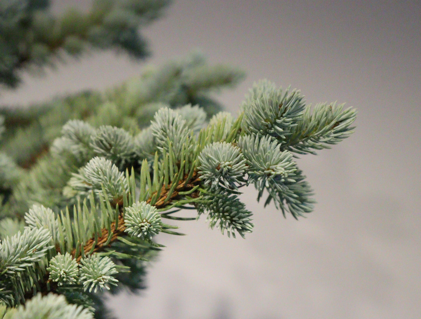 Dwarf Globe Blue Spruce Std