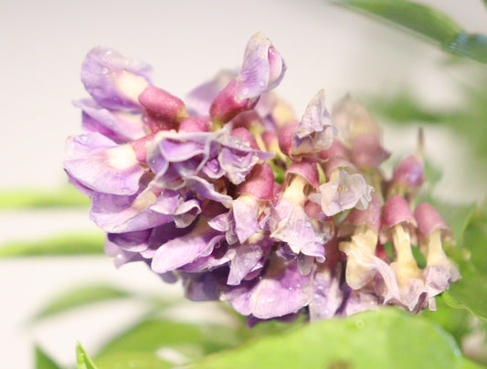 Amethyst Falls Wisteria