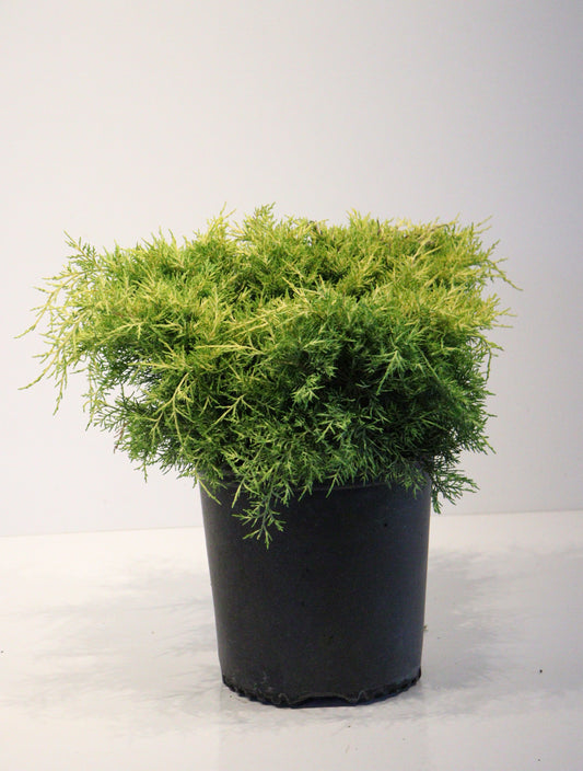 Sea Of Gold Juniper