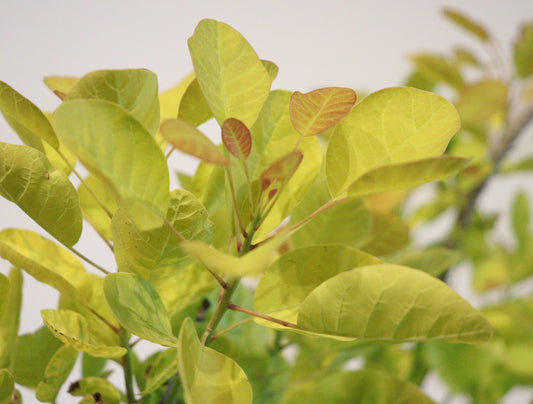 Winecraft Gold Smokebush