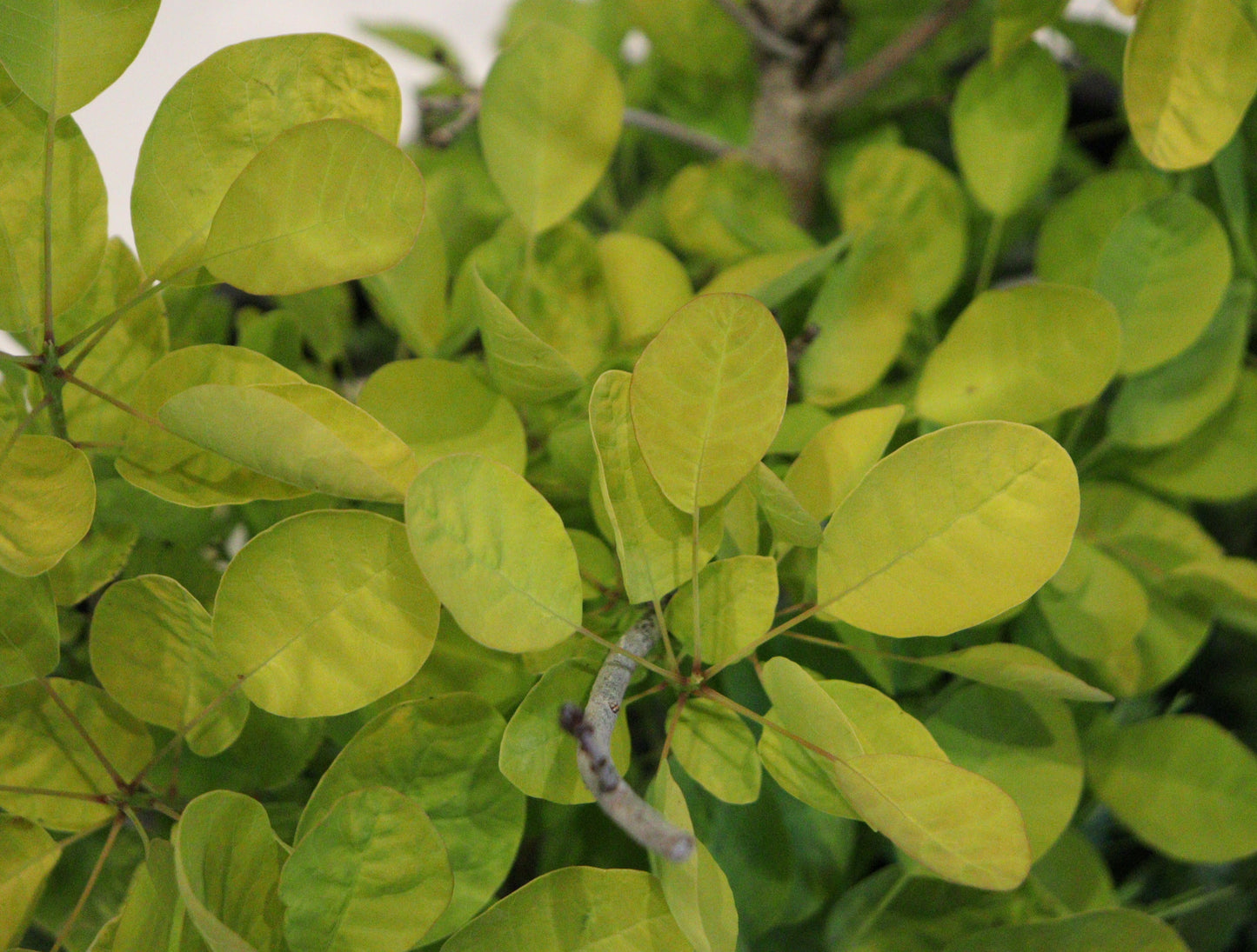Winecraft Gold Smokebush