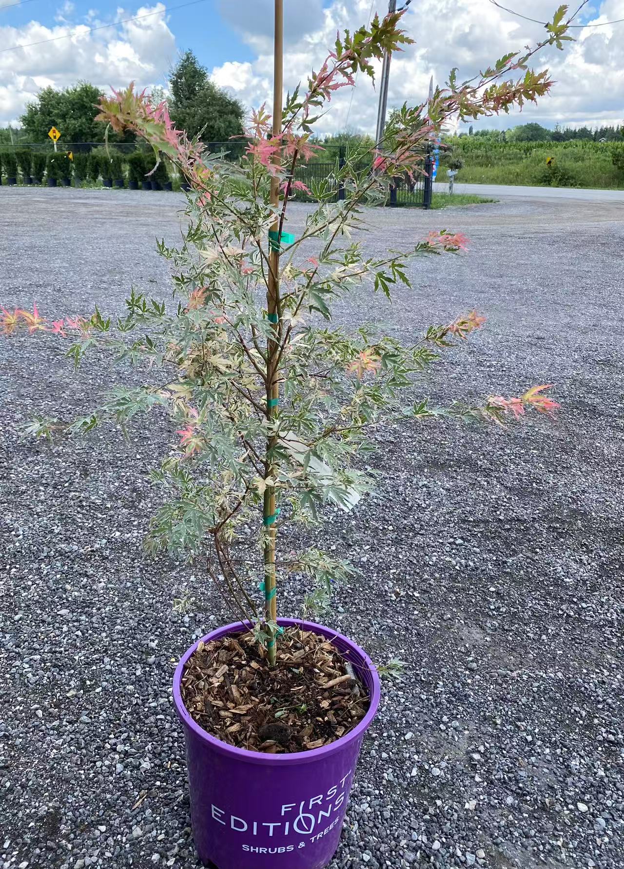 Acer Palmatum Taylor