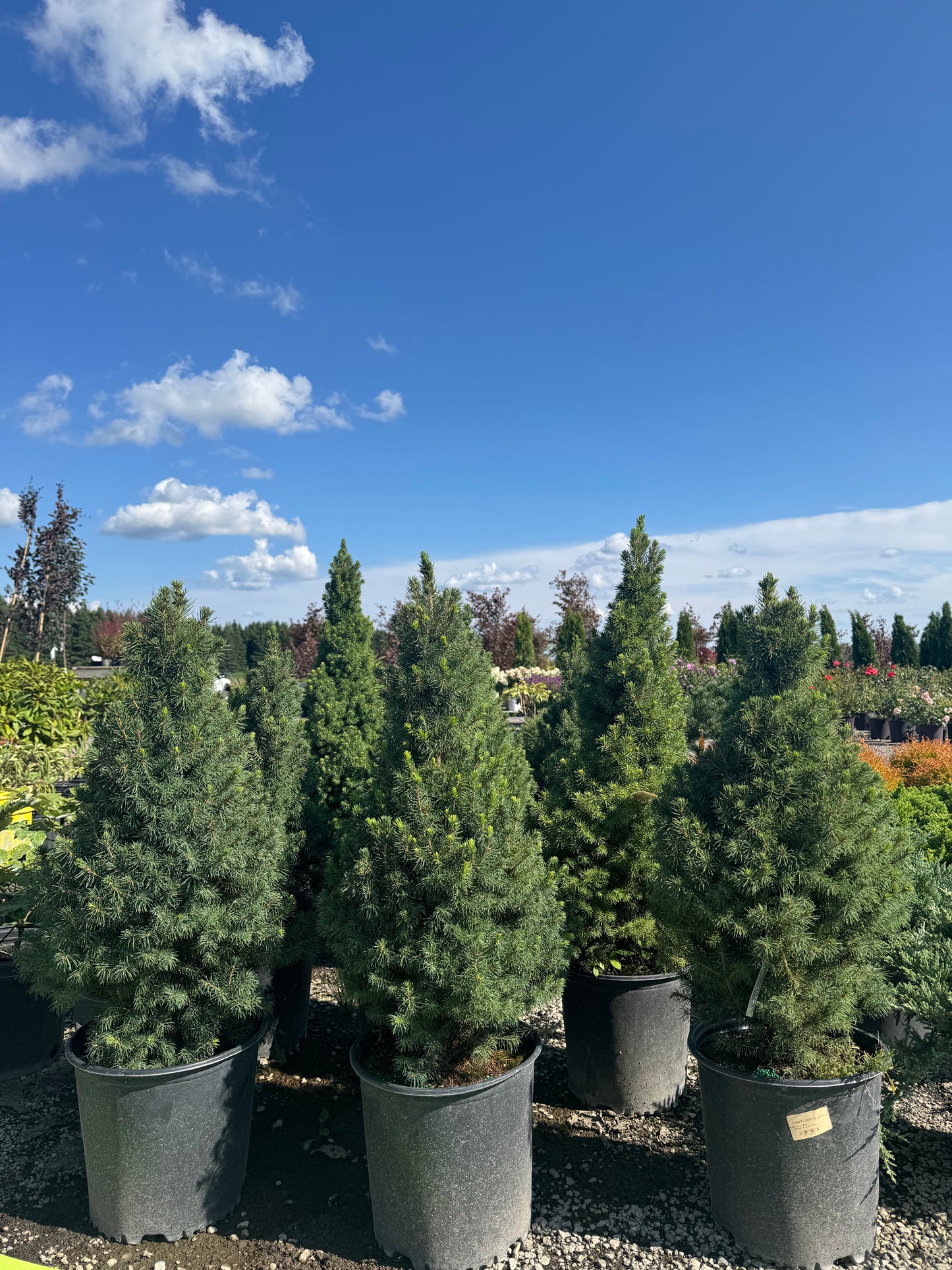 Dwarf Alberta Spruce