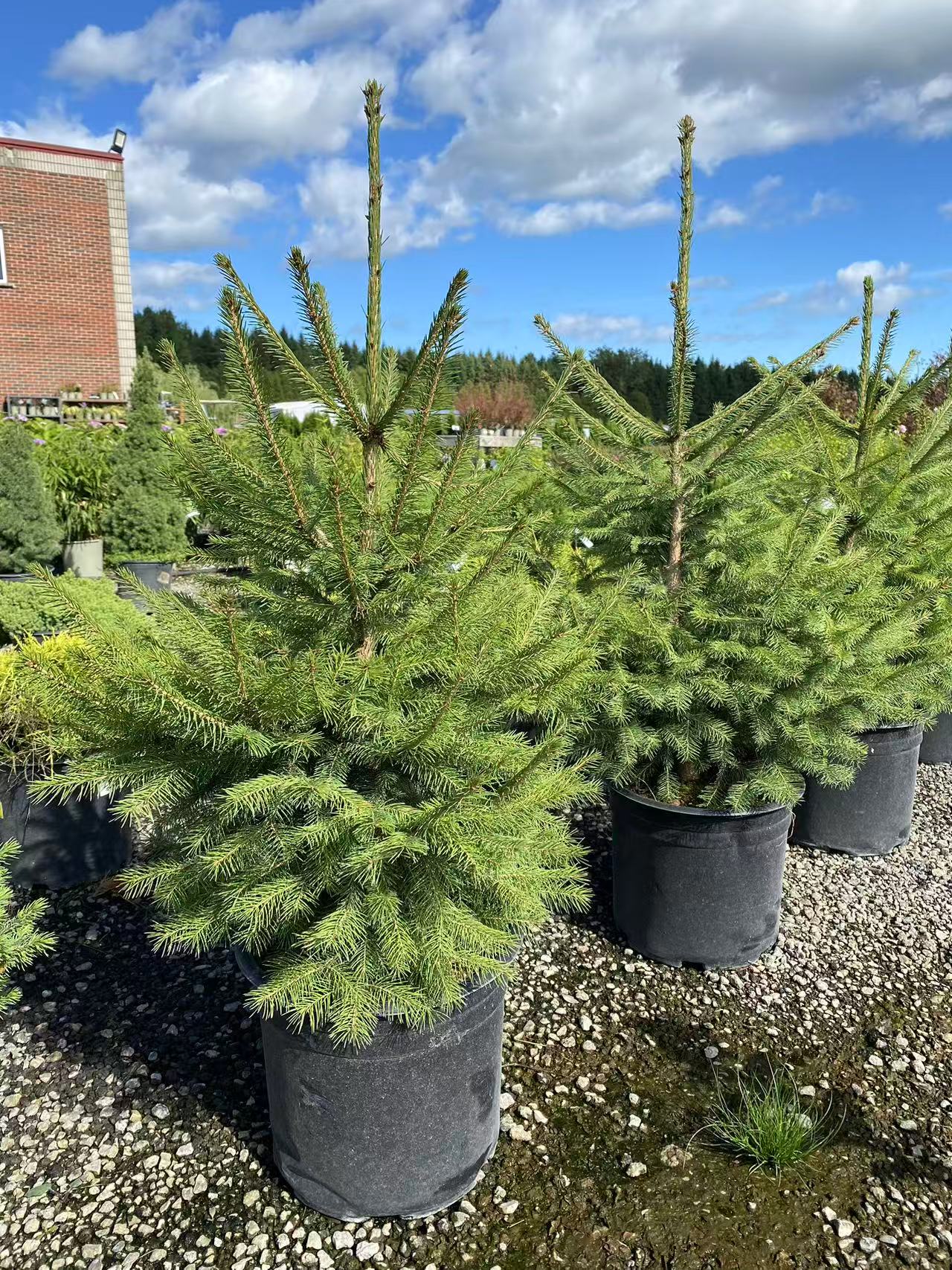 Norway spruce