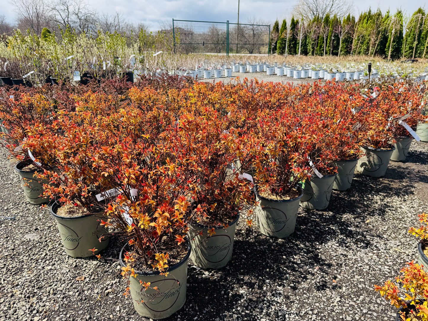 Goldflame Spirea