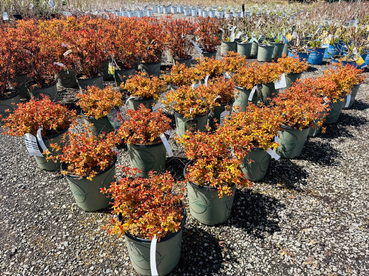Magic Carpet Spirea