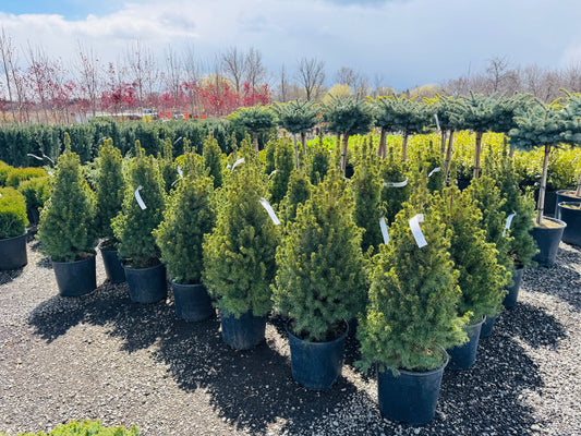 Dwarf Alberta Spruce