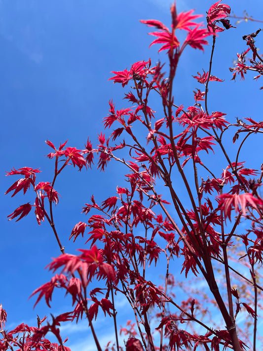Acer Palmatum 'Shindeshojo'