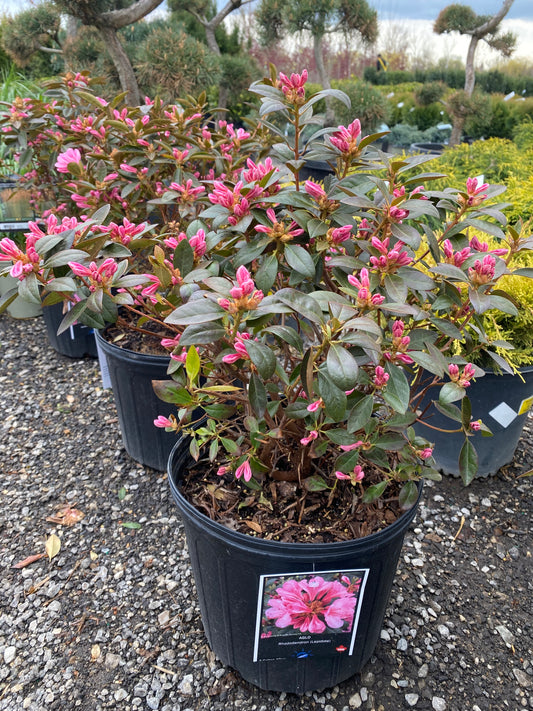 P.J.M. Elite Rhododendron