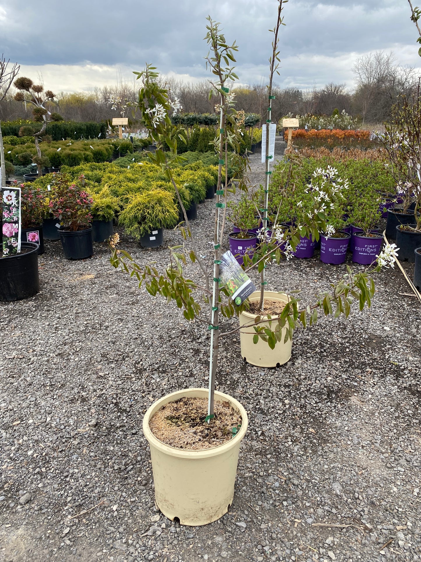 Serviceberry Tree Form
