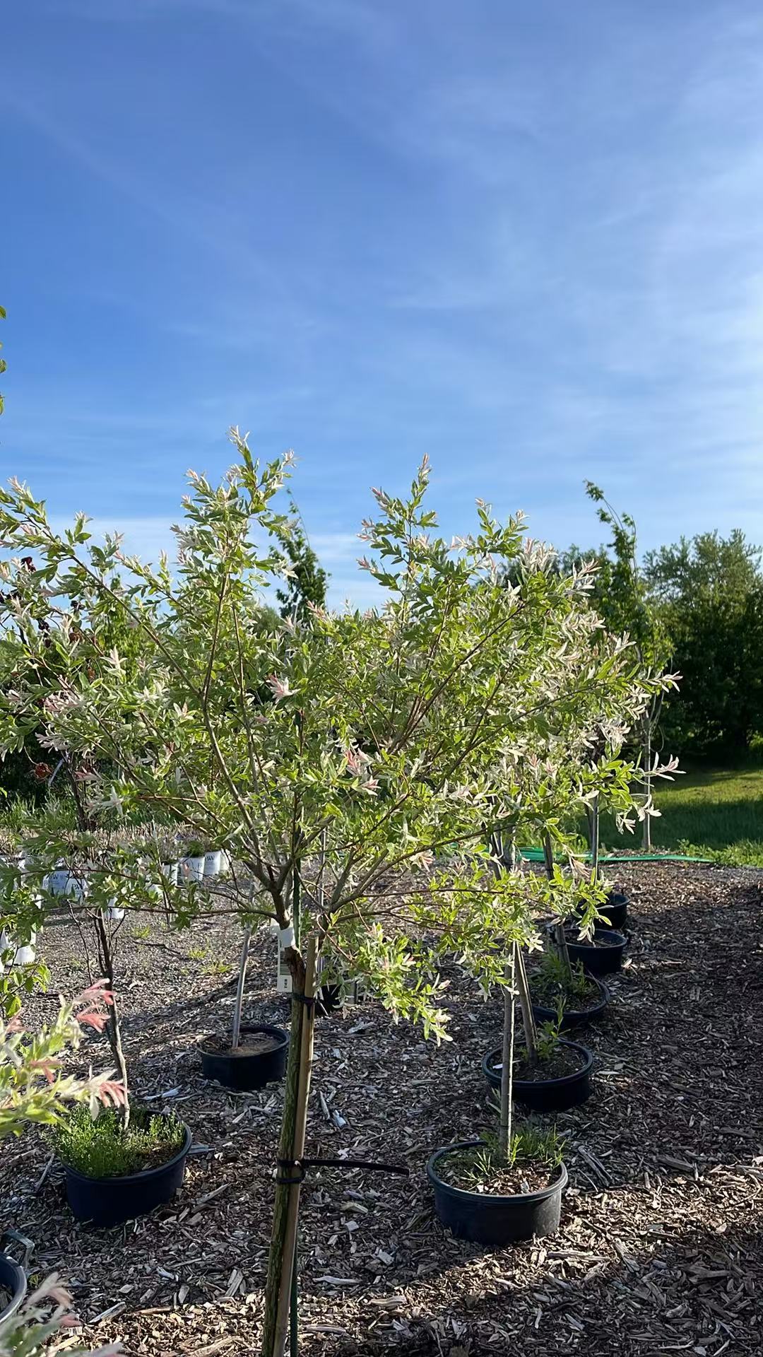 Dappled Willow Std