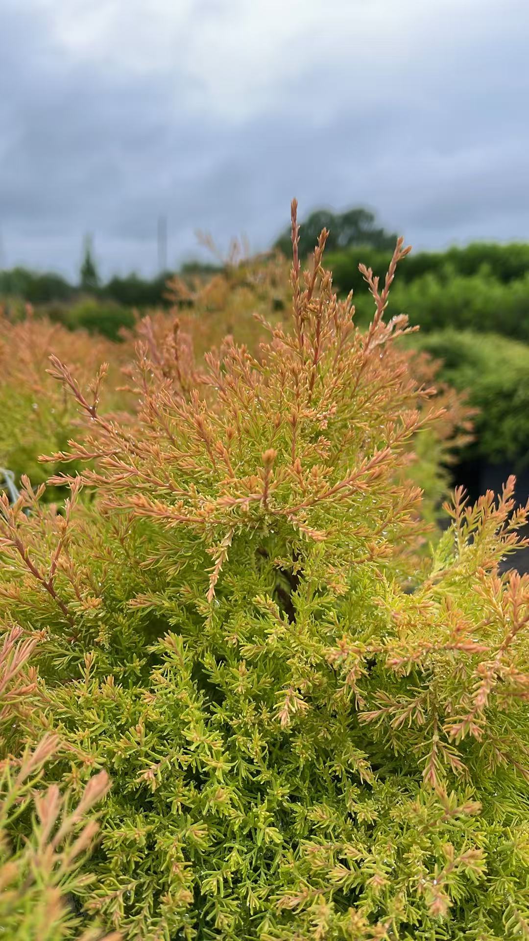 Thuja occidentalis Fire Chief
