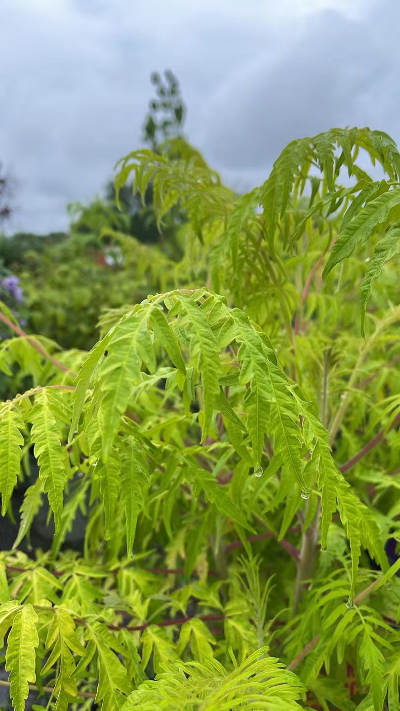 Rhus typhina 'Bailtiger' Tiger Eyes