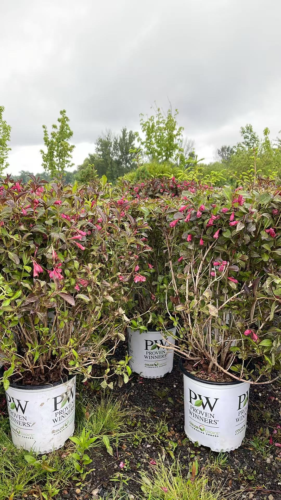 Weigela 'Vinho Verde'