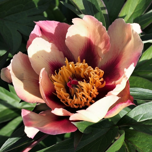 Itoh Peony 'Court Jester'