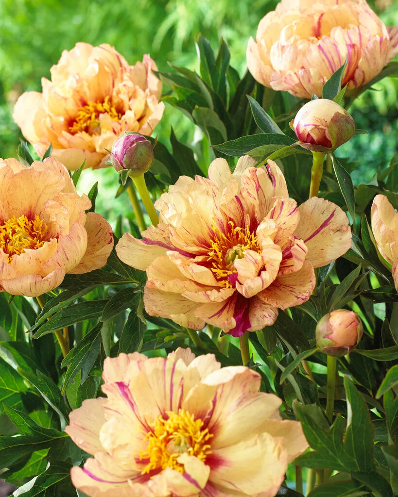 Itoh Peony 'Lollipop'