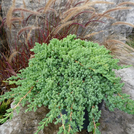 Japanese garden Juniper