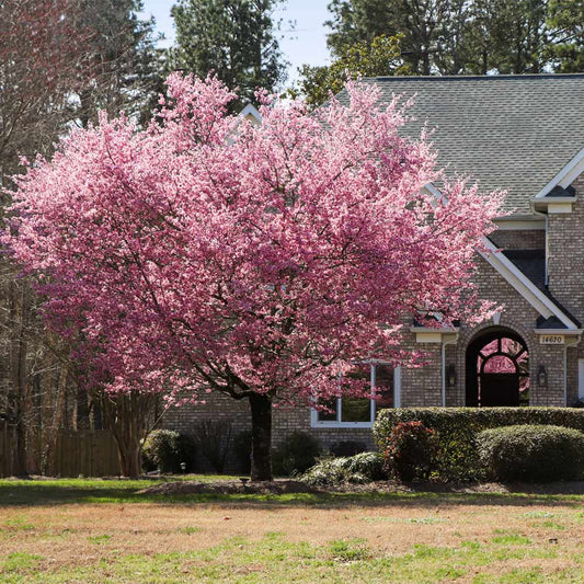 Kwanzan Cherry