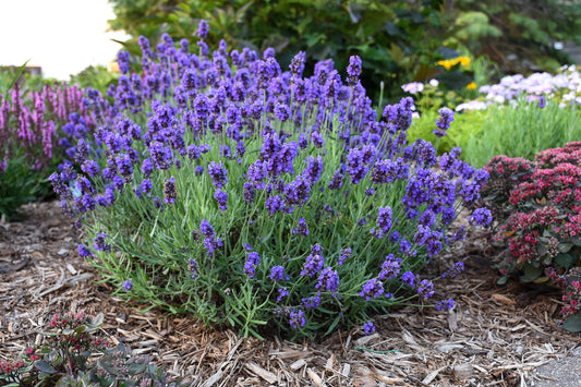 Lavender 'Munstead'
