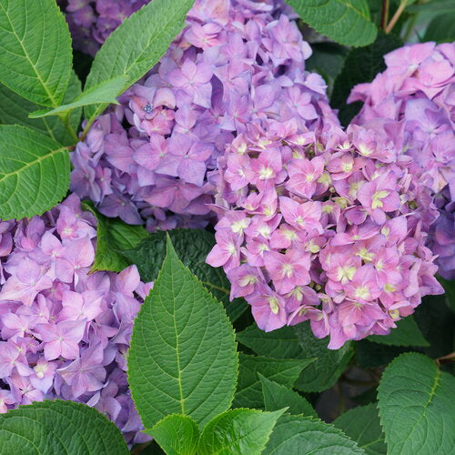 Hydrangea macrophylla Let's Dance ¡Arriba!® PW