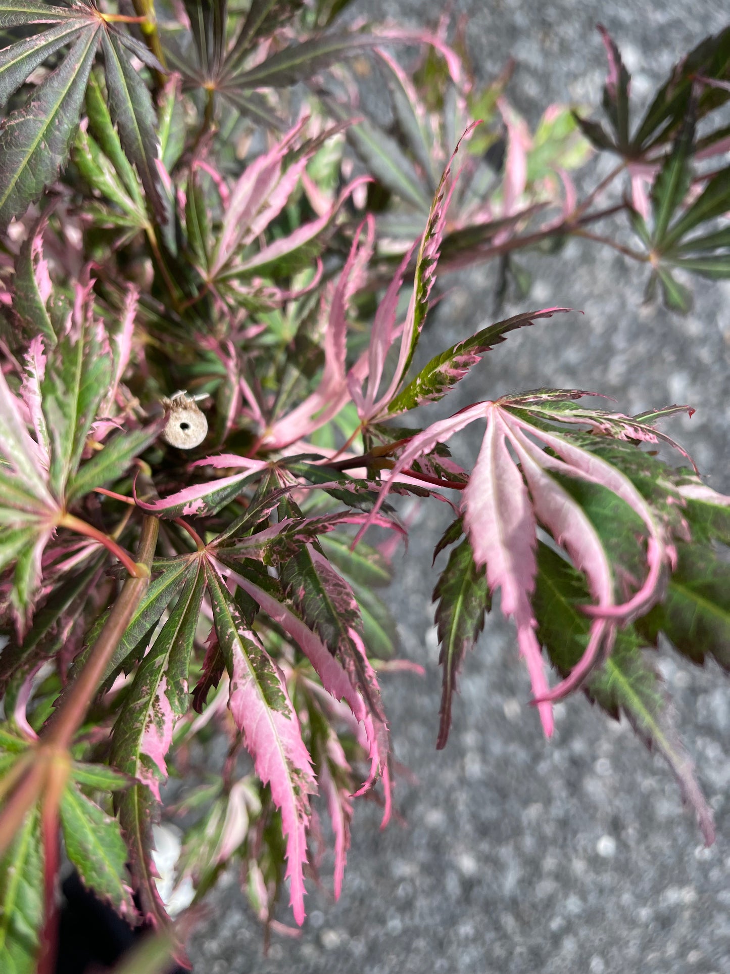 Acer Palmatum Lileeanne's Jewel