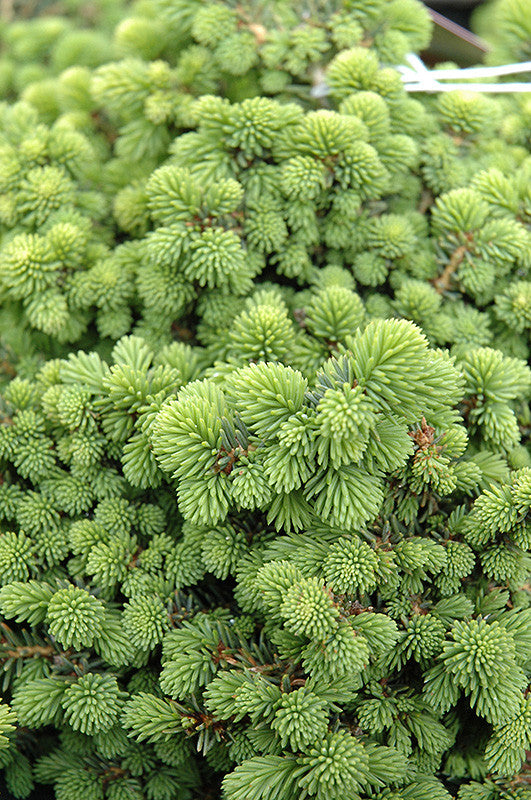 Little Gem Spruce