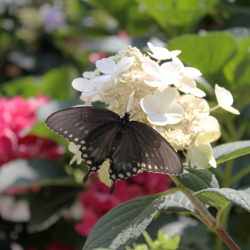 Hydrangea Paniculata Little Quick Fire®