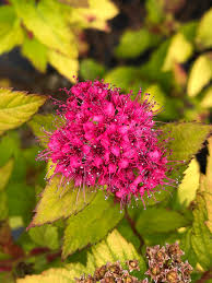 Magic Carpet Spirea