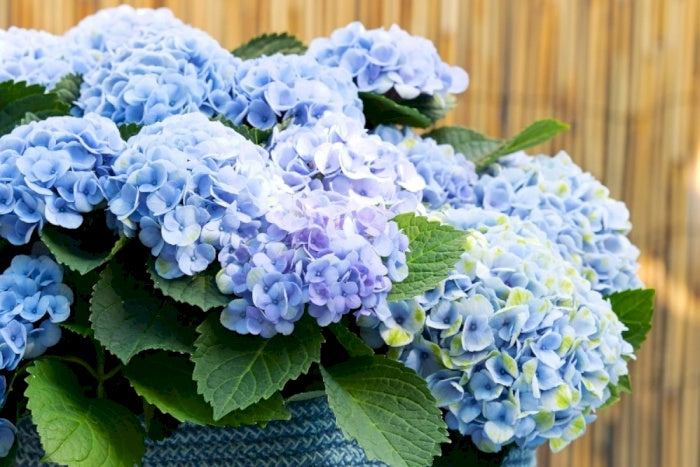 Magical Revolution Hydrangea