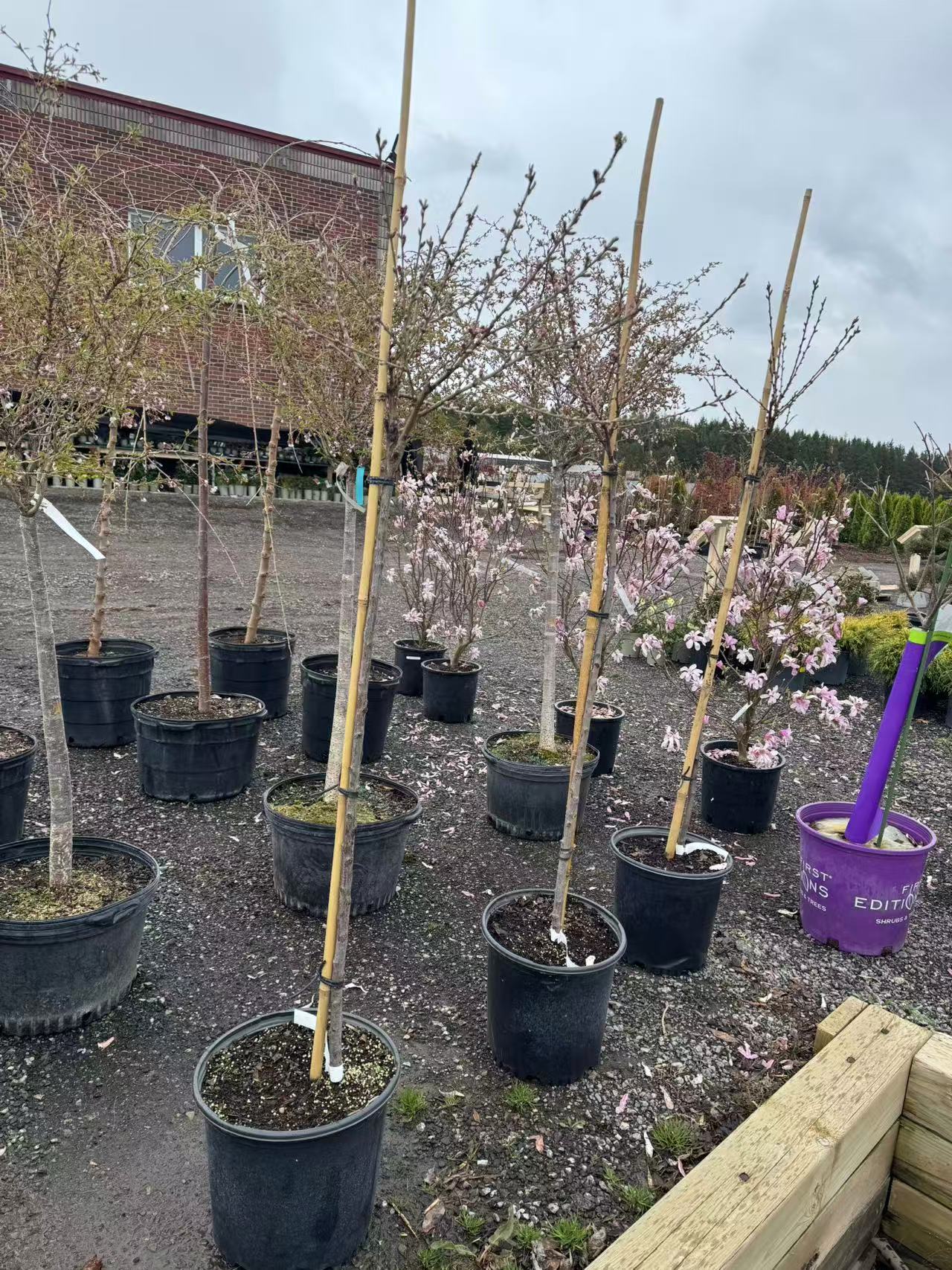Marion Jarvie Flowering Peach