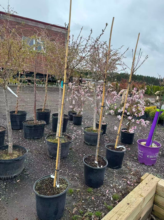 Marion Jarvie Flowering Peach