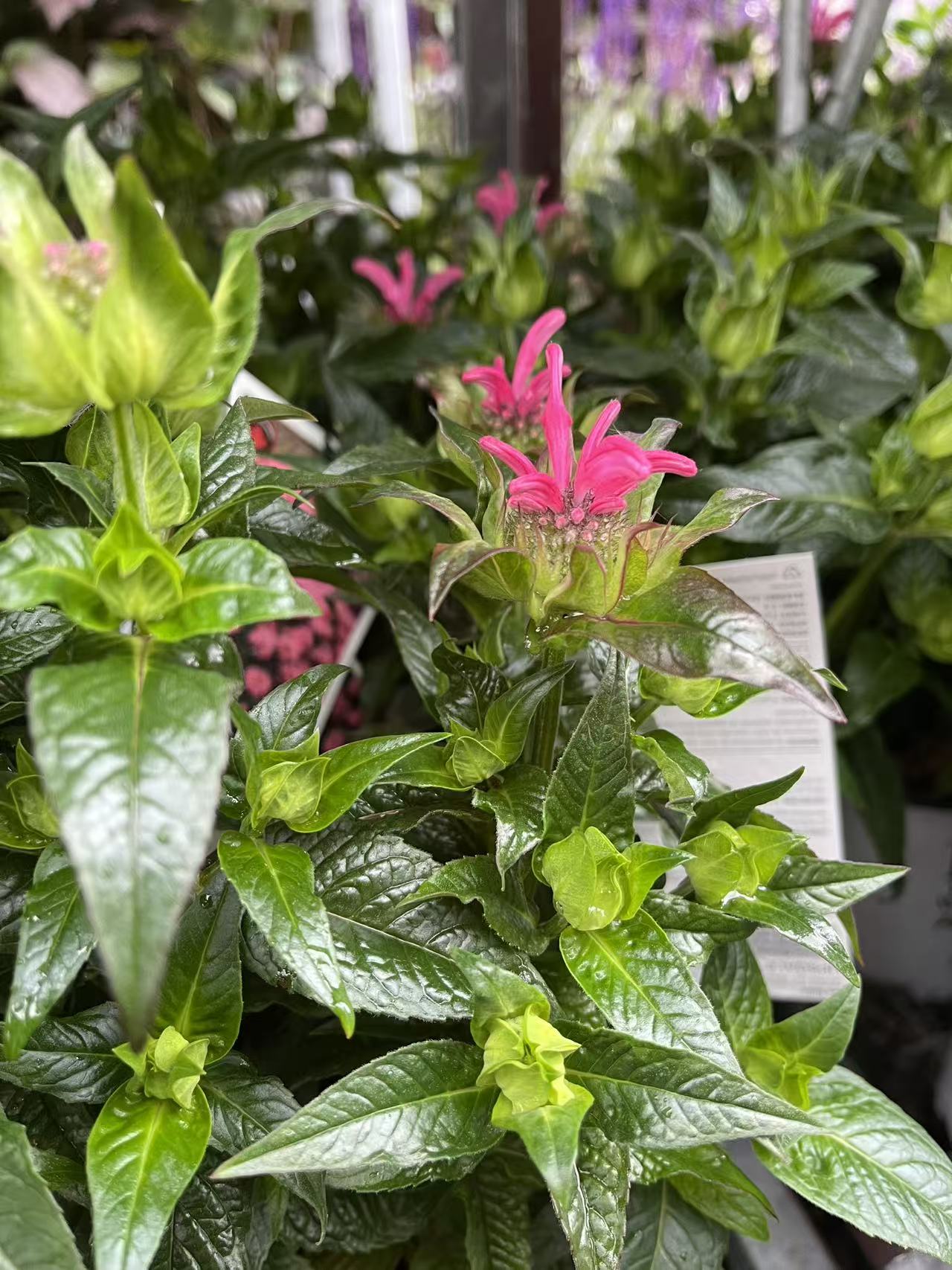 Monarda Bee balm 'Pink Chenille'