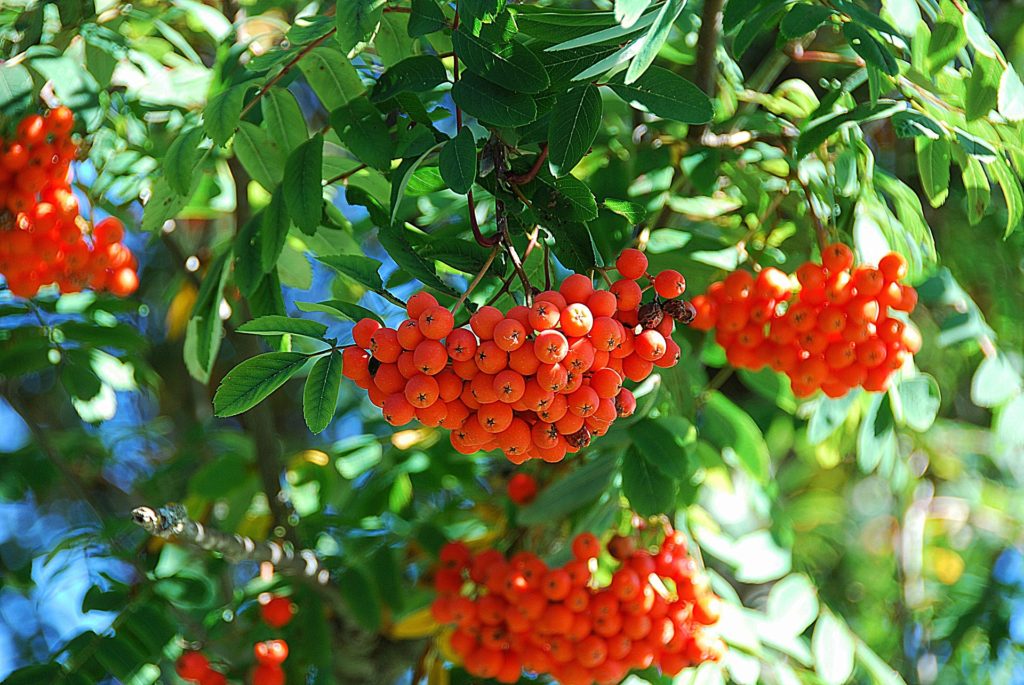 Mountain Ash