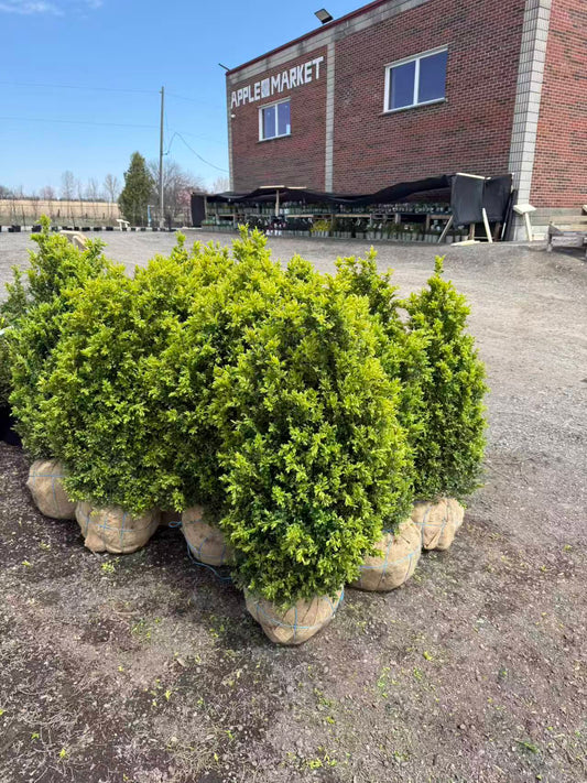 Boxwood shrubs for hedge and landscaping in Toronto nursery, burlap root ball
