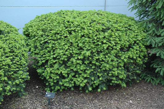 Dense Yew