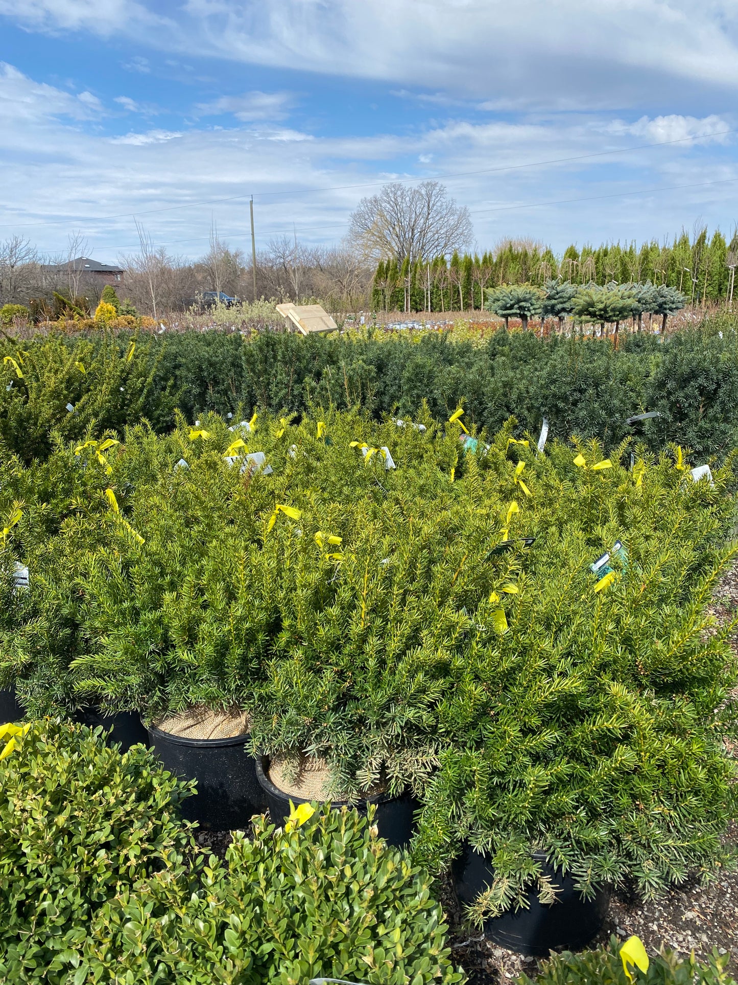 Dense Yew
