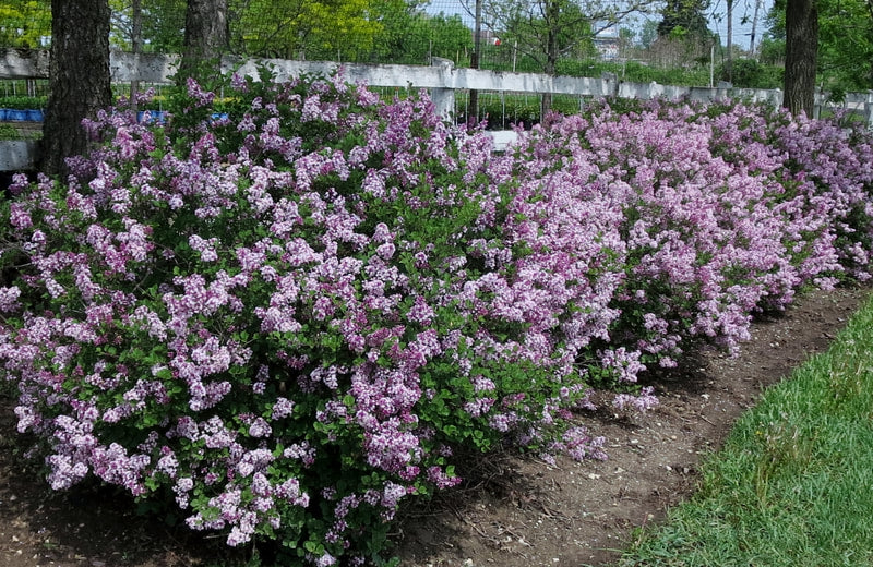 Palibin Dwarf Pink Korean Lilac