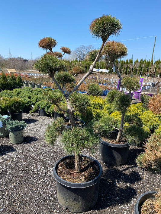Pom Pom Scots Pine Toronto | Topiary Pine Tree
