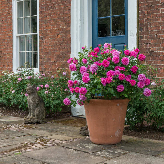 Princess Anne David Austin Rose