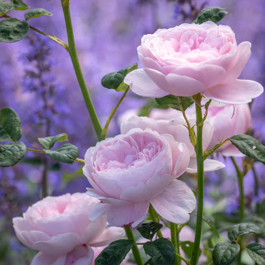 Queen of Sweden™ David Austin Rose