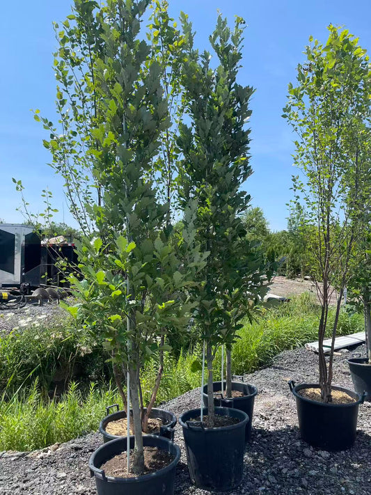 Quercus x warei Oak 'Regal Prince' (Long)