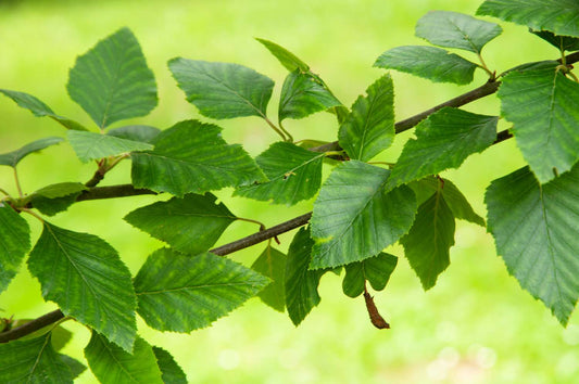 River Birch - Clumps