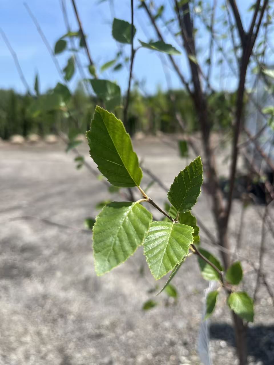 River Birch - Clumps