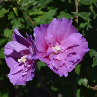 Rose of Sharon 'Lavender' std