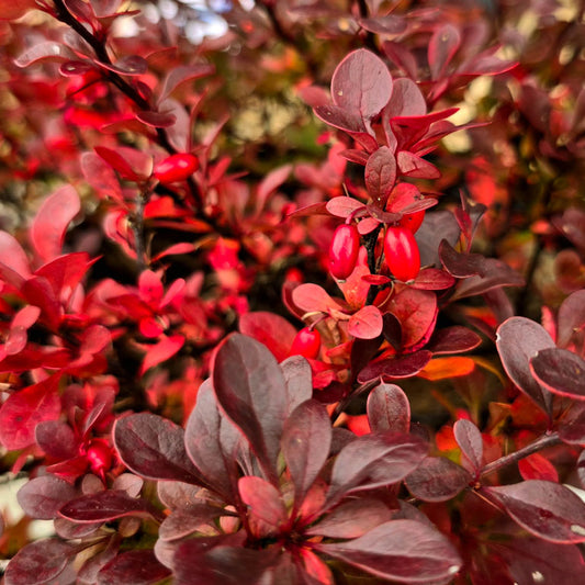 Royal Burgundy Barberry
