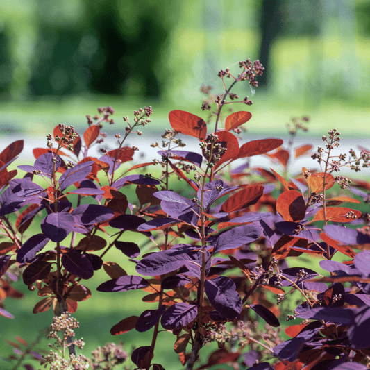 Royal Purple Smokebush