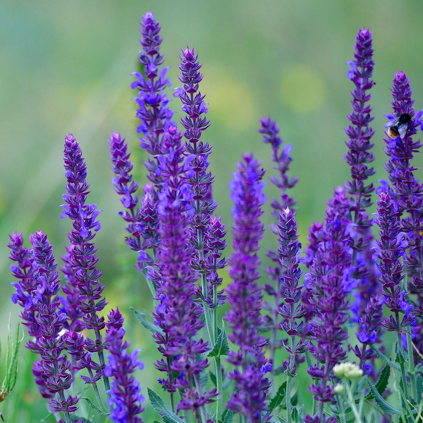 Salvia Caradonna