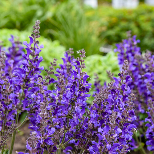 Salvia Living Large® ‘Big Sky’ PW