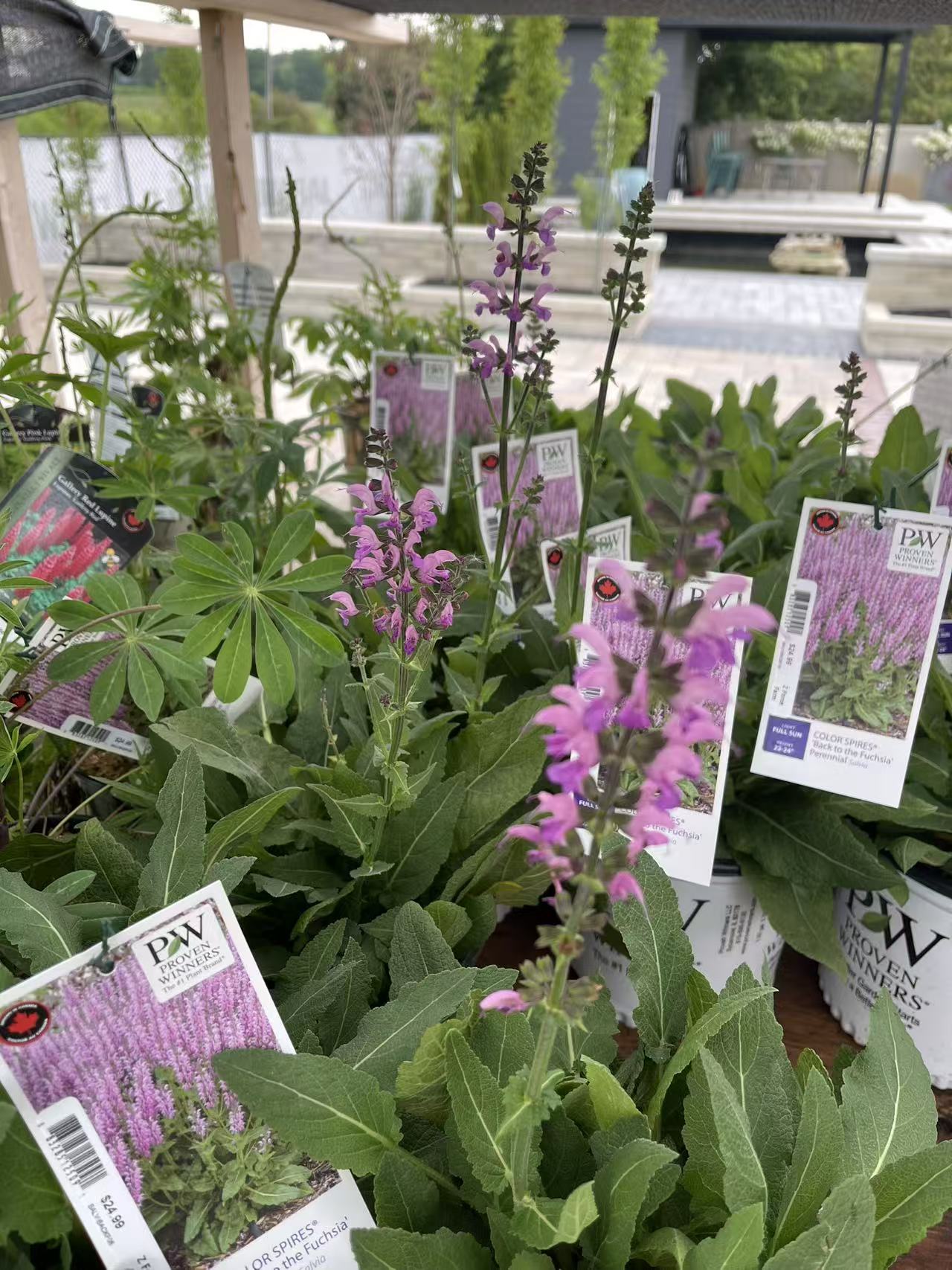 Salvia 'Back to the Fuchsia'